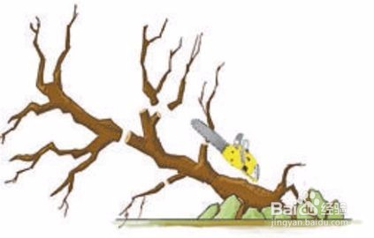 盆景修剪技巧