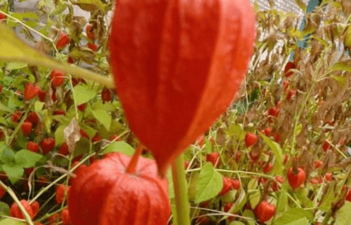 姑娘果和什么食物相克