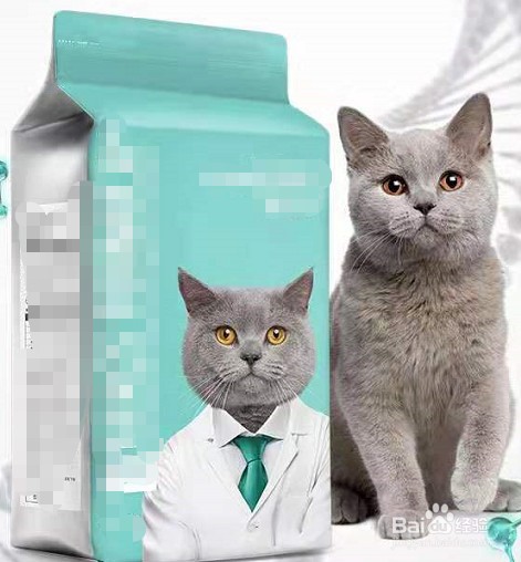 英短蓝猫掉毛怎么办