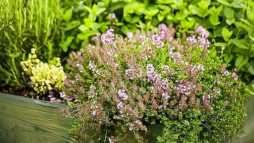 百里香是什么调料