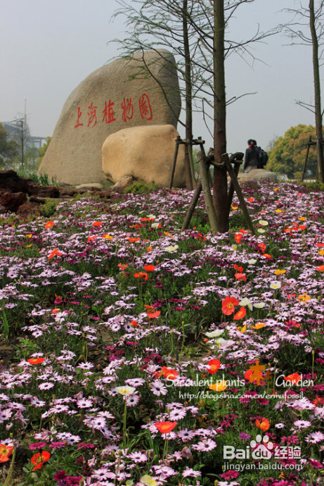 上海植物园（上）