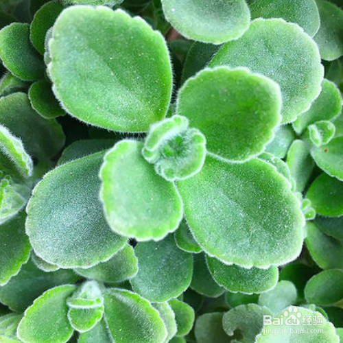 一抹香的培育方法和注意事项