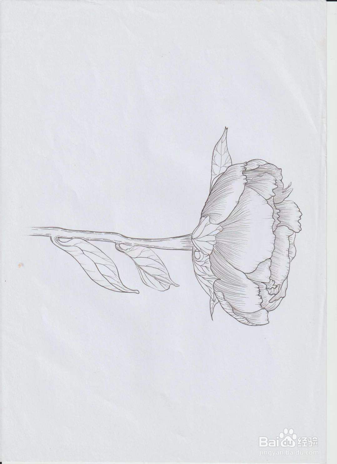 芍药花线描画