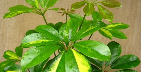 那些花卉对宠物有毒、怎么处理?(一)