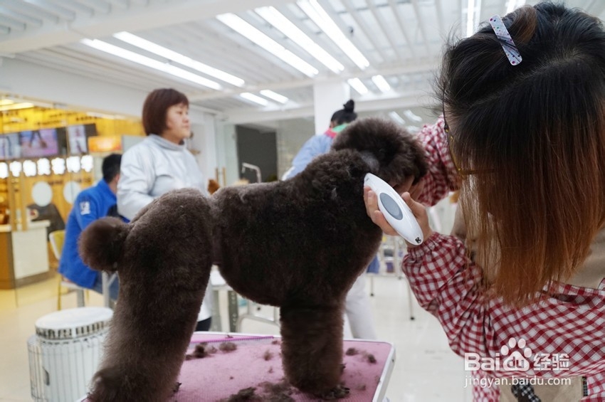 怎样挑选好的宠物美容学校？