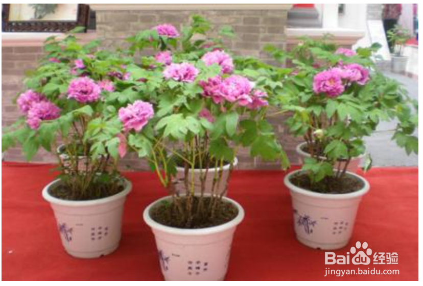 养牡丹花你需要知道哪些？