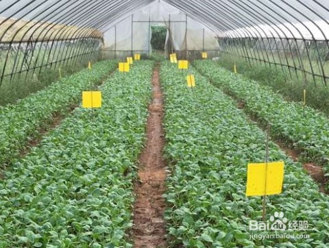 大棚白粉虱蓟马怎么治理?