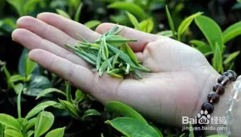 怎么识别茶叶好坏