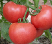 西红柿能治什么病