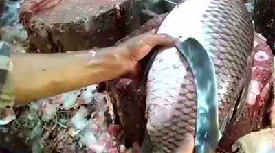 鱼放冰箱里怎样保鲜