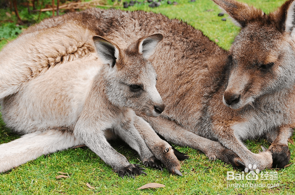 10只准备离开巢的动物