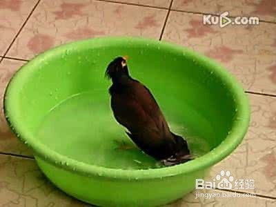 如何给鸟洗澡