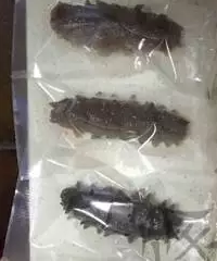 如何泡发好深海野生刺参