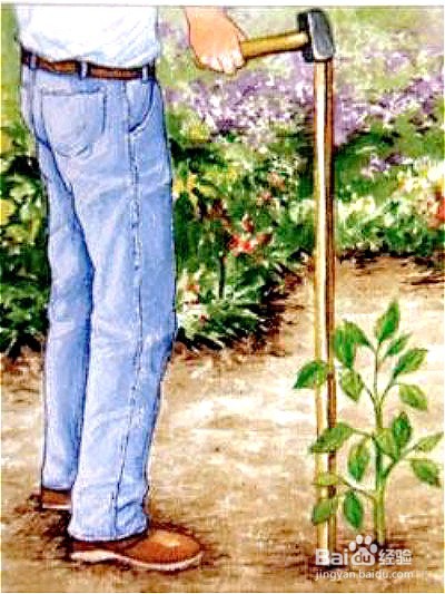 大丽花种植时间和方法