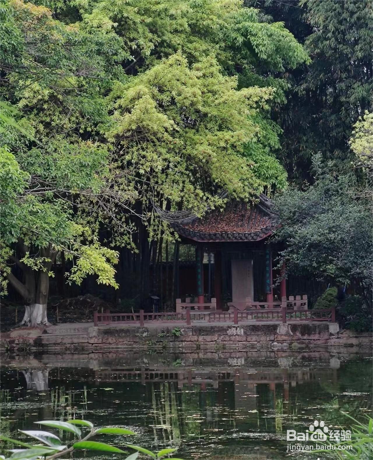 夏天的树木怎么形容