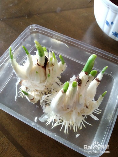 如何雕刻水仙花