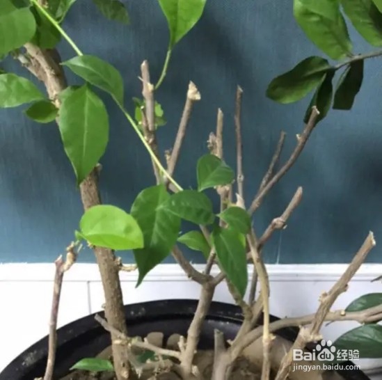 木棉花,一树能开几百朵,折点根枝就能扦插