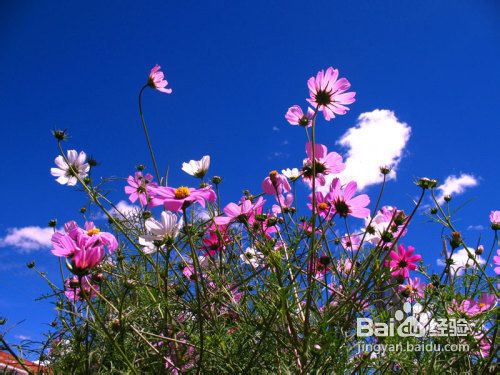 去西藏旅游的最佳时间是什么时候？