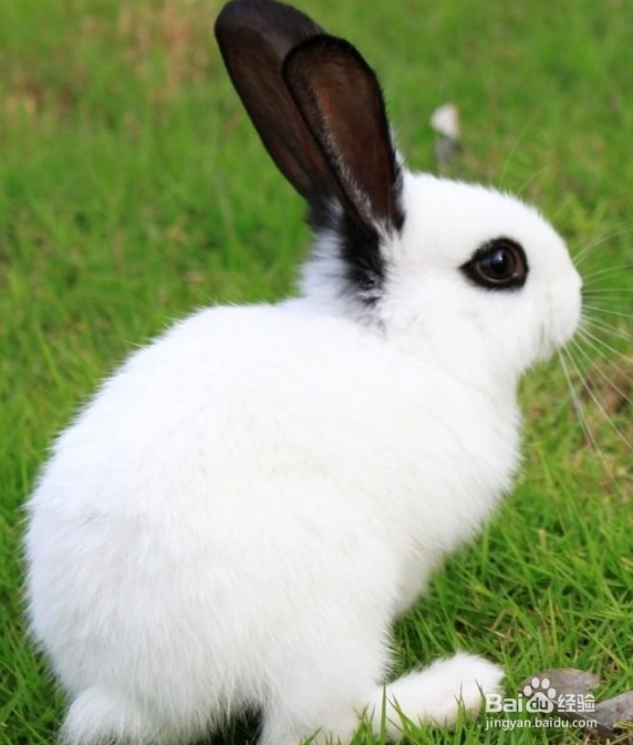 怎么养兔子，可爱的兔兔哟