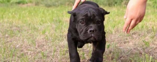 卡斯罗犬怎么看纯不纯种怎么分别