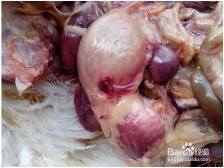 肉鸡腺胃炎症状治疗方案