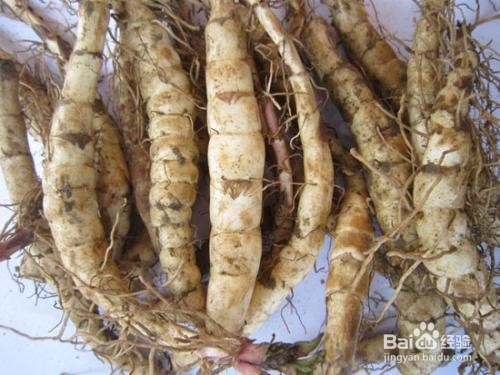 敖珍虫草的食用方法