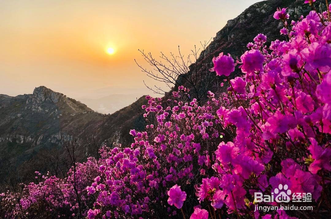 大黑山杜鹃花海怎么走