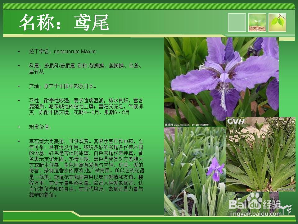 常见草花的辨认