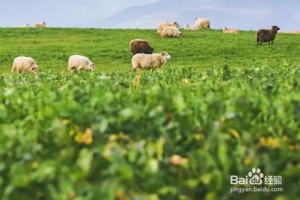 冰岛,一个听上去很冷,到哪了发现充满色彩