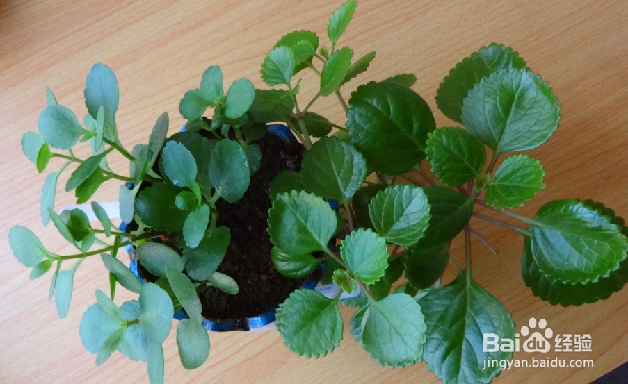 盆栽怎么施肥 家庭花卉追肥技巧