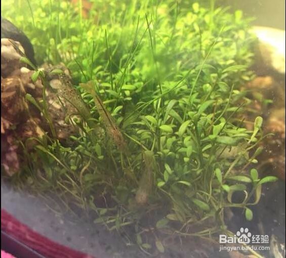 草缸虾锚虫怎么处理
