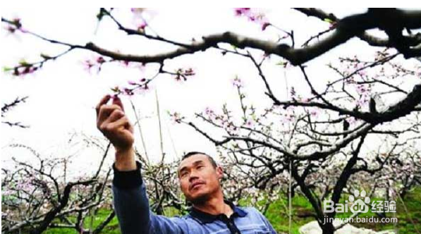 桃树授粉的最佳时间和方法