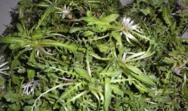 苹果为什么能做为减肥水果