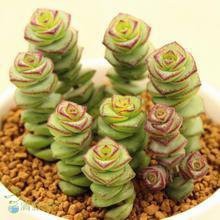 多肉植物钱串怎么养