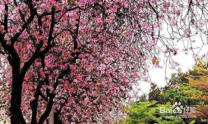 春天该领孩子去哪里玩?