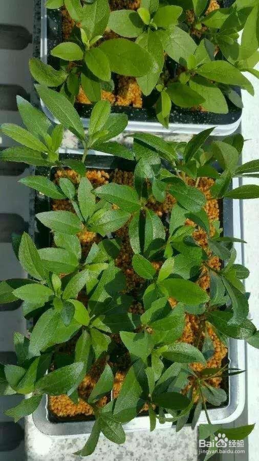 花谢后，剪下“花后枝”，插土里，来年花满盆！