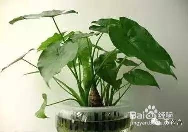 别什么花都往家摆，小心有毒！-[图]