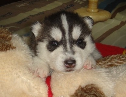 合理护理哈士奇幼犬的方法