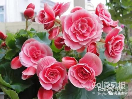 这些花那么好看，却总被你养死，怎么回事