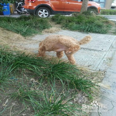 狗狗随地大小便怎么办