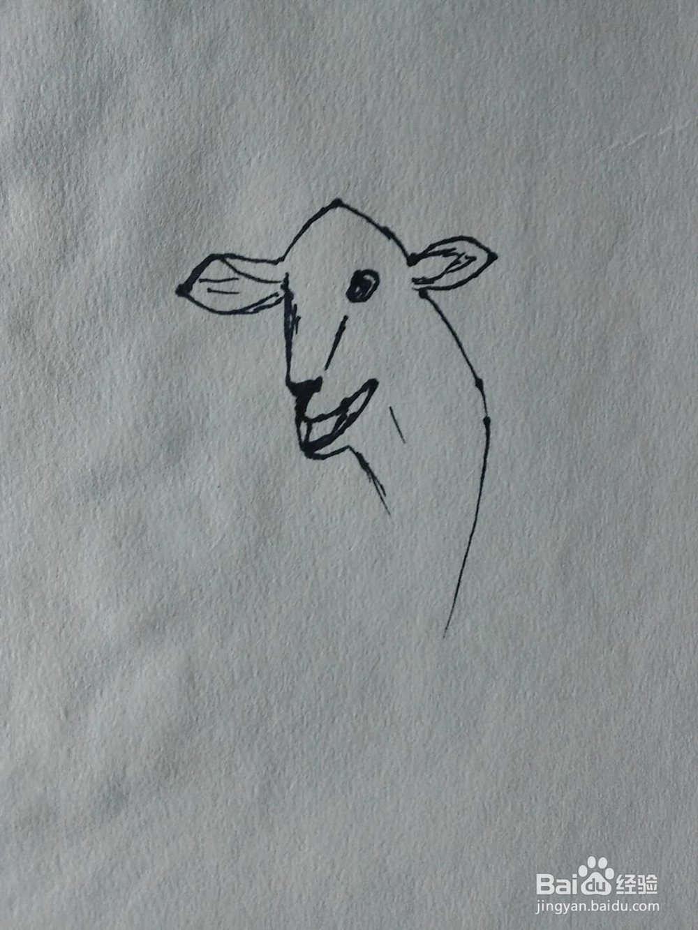 简笔画绵羊的画法
