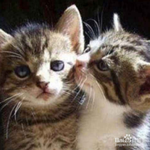 怎样解读猫咪的动作？