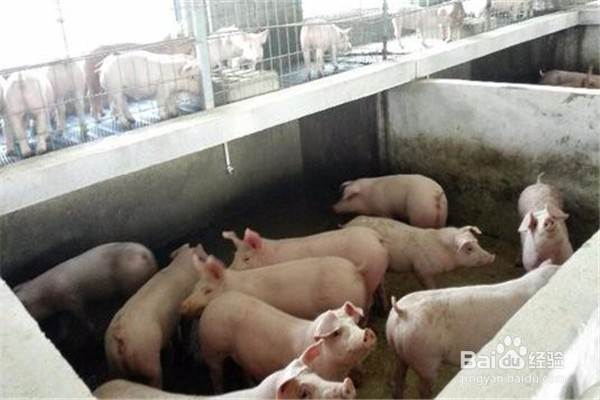 新型猪舍怎么建设