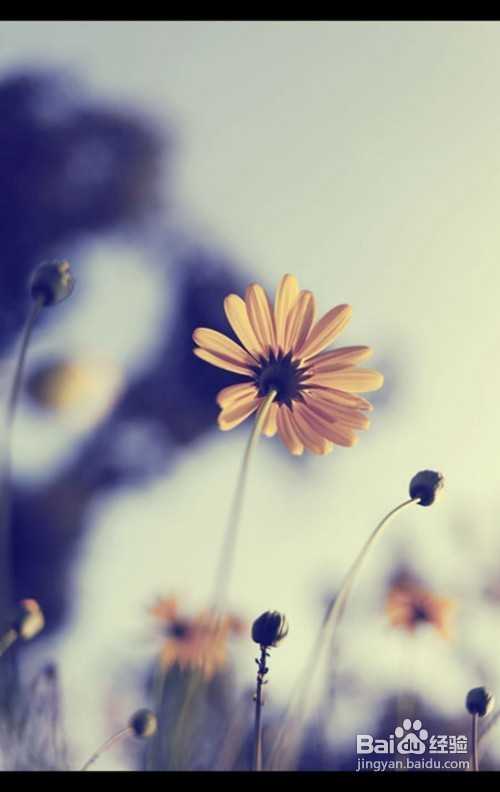 你也可以小清新6步PS小技巧就成