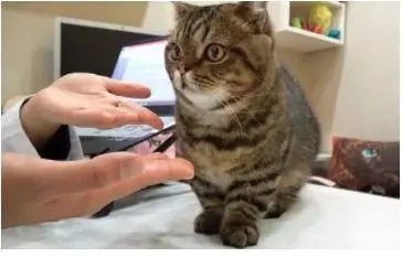 配猫母猫太凶不配合怎么办