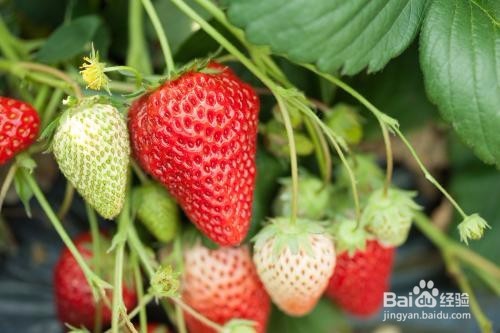 春天吃什么水果好