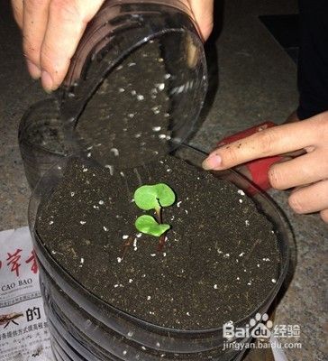 废物利用 油桶变花盆 百度经验