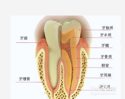 日常如何保护牙牙齿