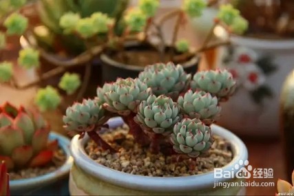 夏季给多肉浇水,注意这几点,让其越长越美