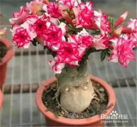 夏季阳台花卉管理